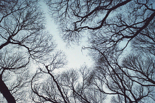 Branches Intertwine Against a Twilight Sky at Dusk