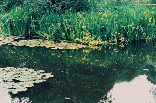 Serene Water Reflection With Yellow Flowers in a Tranquil Setting
