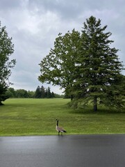 Wild goose on a road bordering a park after the rain - Oie sauvage sur une route en bord de parc apr&egrave;s la pluie