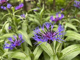 close-up of mountain knapweed flowers - gros plan sur des fleurs de Centaur&eacute;e des montagnes