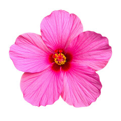 Hibiscus Blossom: A close-up view of a vibrant pink hibiscus, showcasing the delicate textures of the petals and the intricate details of its stamen. This image captures the essence of floral beauty.