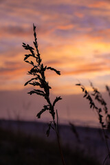 Silhouette of Sea Oats Grass on Atlantic Ocean Sand Dunes with a Dramatic Pink and Orange Sunrise Sky at Emerald Isle, North Carolina