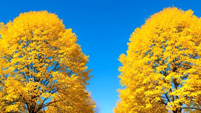 Beautiful avenue of golden autumn trees against a vivid blue sky background or backdrop stock