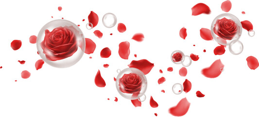 Red rose petals and red roses in clear bubbles Transparent background Ideal for romantic fragrance advertising Valentines Day promotions or beauty product packaging Emphasizes rich rose scent