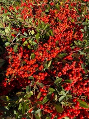 Red Berry Bush Clusters: Bright red clusters of berries growing on a green bush in nature.