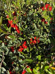 Red Berry Bush Clusters: Bright red clusters of berries growing on a green bush in nature.