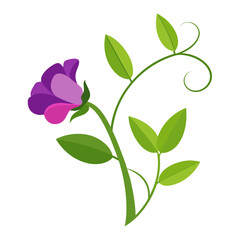 sweet pea flower on white background