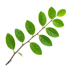 Fototapeta premium Leafy Branch Isolated: A close-up shot of a single leafy branch isolated, perfect for adding a touch of nature and freshness to your designs.