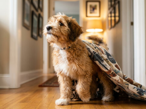Chiot Bernedoodle mignon envelopp&eacute; dans une couverture, regardant vers le haut dans un couloir int&eacute;rieur chaleureux avec tableaux et lampe.

