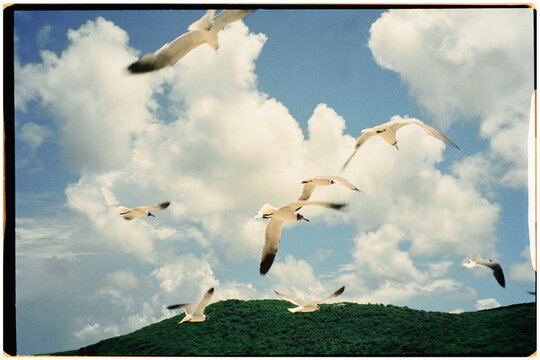 A flock of seagulls soaring above the Playa Flamenco