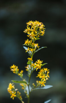 St. John&rsquo;s Wort in Bloom