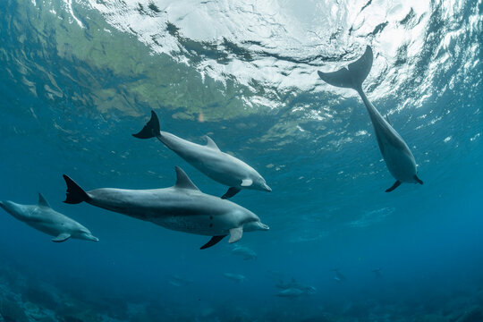 Indian ocean bottlenose dolphin