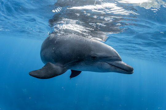 Indian ocean bottlenose dolphin