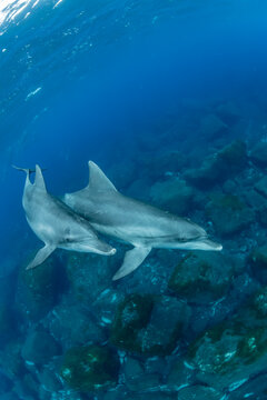 Indian ocean bottlenose dolphin
