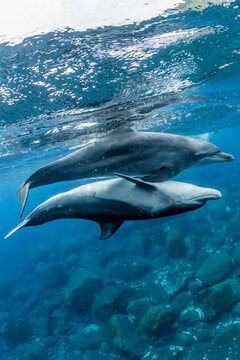 Indian ocean bottlenose dolphin
