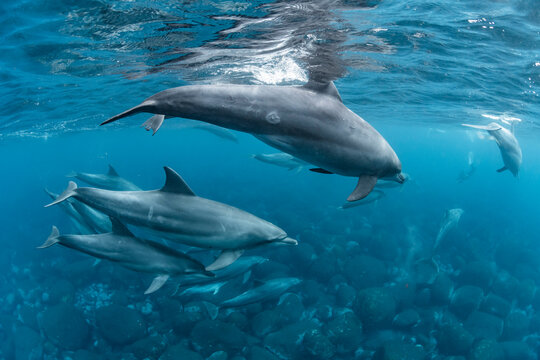 Indian ocean bottlenose dolphin