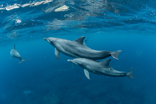 Indian ocean bottlenose dolphin