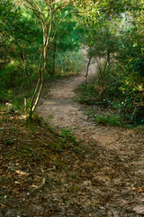 Obraz premium 歩きやすい穏やかな登山道