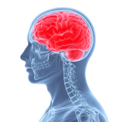 Obraz premium Human Brain Anatomy Illustration Depicting Cognitive Function and Neural Activity