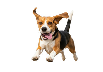 Happy beagle dog running isolated on transparent background