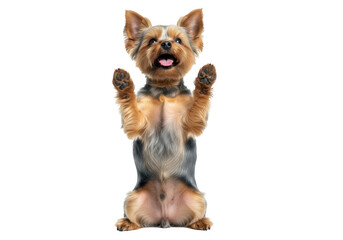 Yorkshire terrier dog begging isolated on transparent background
