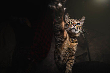 cat reaching out with paw