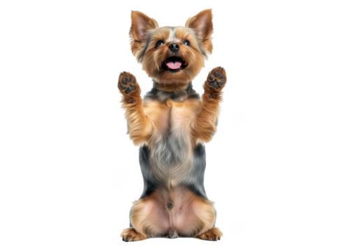 Yorkshire terrier dog begging isolated on transparent background
