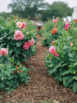 Pink dahlias frowing in the Rosendal Garden