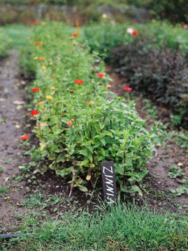 A line of labelled zinnia plants