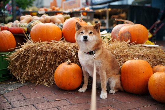 Shiba inu dog amongst pumpkins