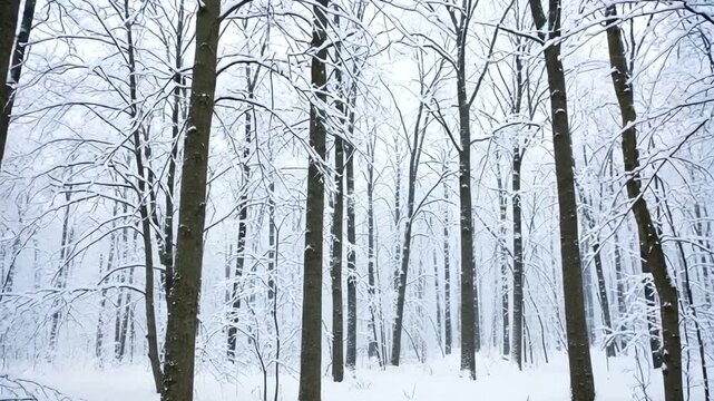 Enchanting winter wonderland scenery with trees covered in snow, offering a serene and peaceful