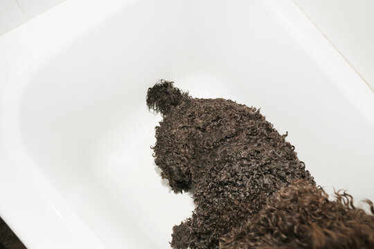 Curly dog enjoys bath time in clean white tub