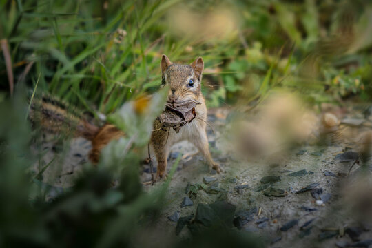 chipmunk with leaf in its mouth