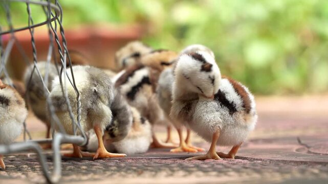 Group of chicks relaxing on a tiled floor. Baby poultry preening feathers. Farm animal concept.