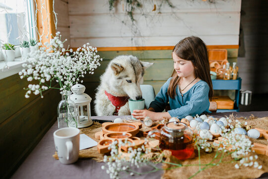 Little girl giving her husky dog cup to drink, sitting at the table 