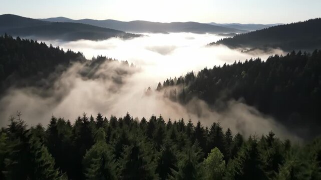 Aerial view of dense evergreen forest valley filled with lowlying morning fog and sun rays breaking through the mist vector illustration
