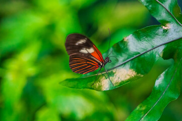 Wings paused, beauty amplified, Audubon Insectarium, New Orleans, Louisiana, United States of America