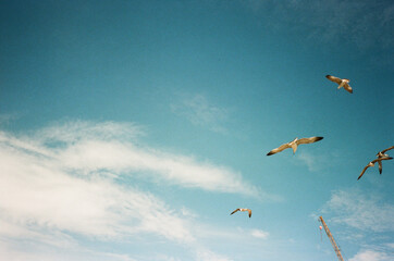 Seagulls Against the Sky