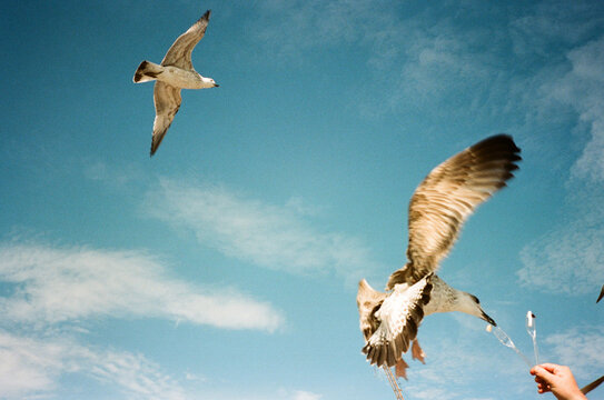 Feeding the Seagulls