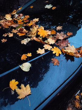 Fallen Leaves on a Car Hood