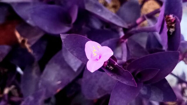Elegant Tradescantia pallida 'Purple Heart' with Soft Pink Flower in Full Bloom, Displaying Delicate Details of Petals and Foliage Texture.