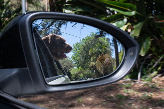 dog in car side mirror