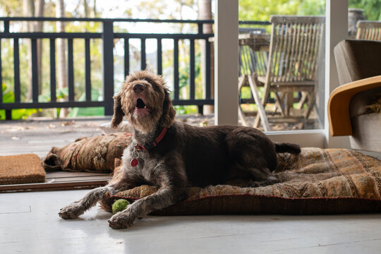 happy dog with ball
