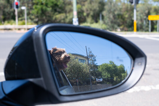 dog in car side mirror