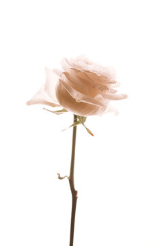 Beautiful white rose with soft petals standing alone against a bright 