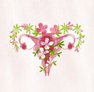 Female reproductive system 