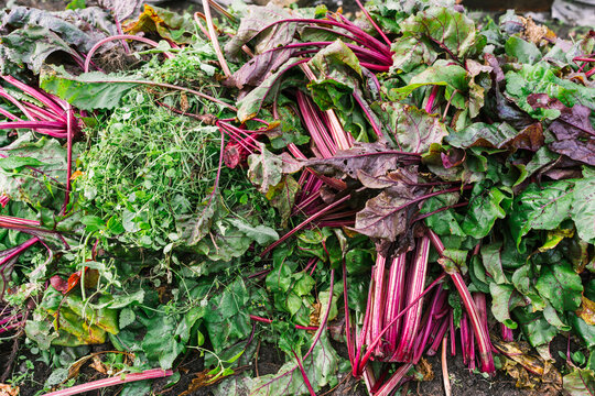 Freshly picked beet leaves