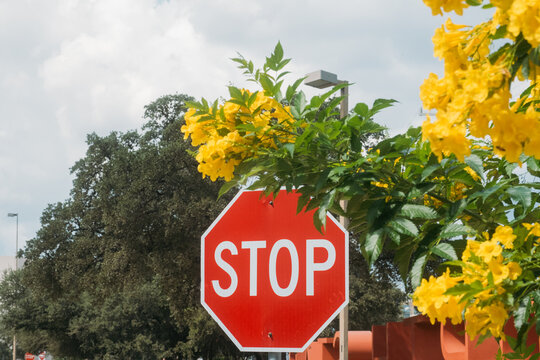 Yellow Flowers Stop Sign San Antonio Street