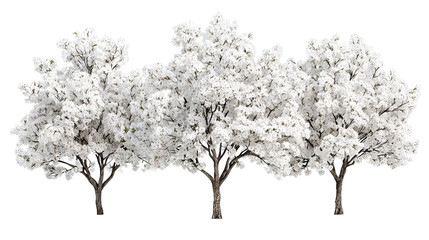 Obraz premium Three winter pear blossom trees with white flowers side by side on transparent background