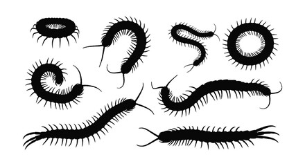 A collection of black and white illustrations depicting several centipedes